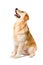 Golden Retriever adult sitting looking up side view on