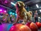 A golden retriever balancing on a fitness ball in a gym, representing pet wellness and active lifestyle concepts