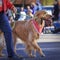 Golden Retriever being lead in the Scottsdale Parada Del Sol which is advertised as the worldâ€™s largest horse drawn parade