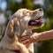 Golden retriever being pet - loyal partner friend for a life