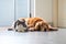Golden retriever and british shorthair cat get close