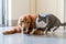 Golden retriever and british shorthair cat get close