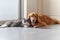 Golden Retriever and British Shorthair are friendly