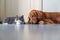 Golden Retriever and British Shorthair get close