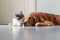 Golden Retriever and British Shorthair get close