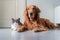 Golden Retriever and British Shorthair get close