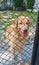 Golden Retriever in Cage