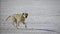 Golden retriever carries the booty outdoors on the snow. Slow motion