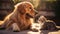 Golden Retriever with Cat