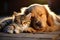 Golden retriever and cat enjoy peaceful nap time together