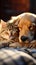 Golden retriever and cat enjoy peaceful nap time together