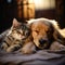 Golden retriever and cat enjoy peaceful nap time together