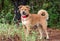 Golden Retriever Chow mixed breed dog