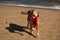 Golden Retriever with Christmas Santa Hat at the Beach at Golden Hour Playing.