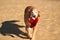 Golden Retriever with Christmas Santa Hat at the Beach at Golden Hour Playing.