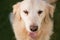 Golden Retriever Close up