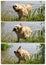 Golden retriever collage shaking in the river