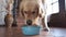 Golden Retriever comes downstairs to eat his food dry pet food in a blue bowl.