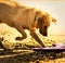 Golden Retriever Digging in Sand