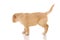 Golden retriever dog analizing and searching for something
