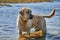 Golden retriever dog  at the beach - Image