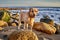 Golden retriever dog  at the beach - Image