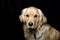Golden Retriever Dog - Black Background Portrait