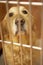 Golden Retriever Dog In Cage At Veterinary Surgery