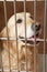 Golden Retriever Dog In Cage At Veterinary Surgery