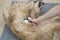 A Golden Retriever dog is combed with a special brush