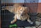 Golden Retriever Dog in Crate