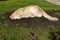 Golden Retriever dog digging hole