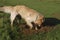 Golden Retriever dog digging hole