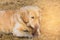 Golden retriever dog on dry glass field