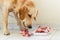 Golden Retriever dog eating lamb bones