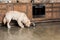 Golden retriever dog eating from metallic bowls in the kitchen