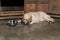 Golden retriever dog eating from metallic bowls while lying in the kitchen