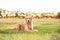 Golden Retriever dog enjoying outdoors at a large grass field