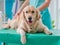 Golden retriever dog examination in veterinary clinic