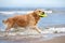 golden retriever dog fetching a toy on the beach