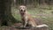 Golden retriever dog in forest