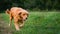 Golden retriever dog. Gorgeous dog running through a meadow