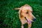 Golden retriever dog. Gorgeous pet dog lying down on grass, with tongue sticking out