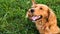 Golden retriever dog. Gorgeous pet dog lying down on grass, with tongue sticking out, looking away