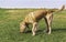 Golden retriever dog on the grass