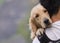 Golden Retriever dog, head on man shoulder