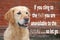 Golden retriever dog with inspirational quote