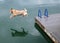 Golden Retriever Dog Jumps off Dock