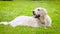 Golden retriever dog laying on a fresh grass