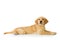 Golden retriever dog laying over white background